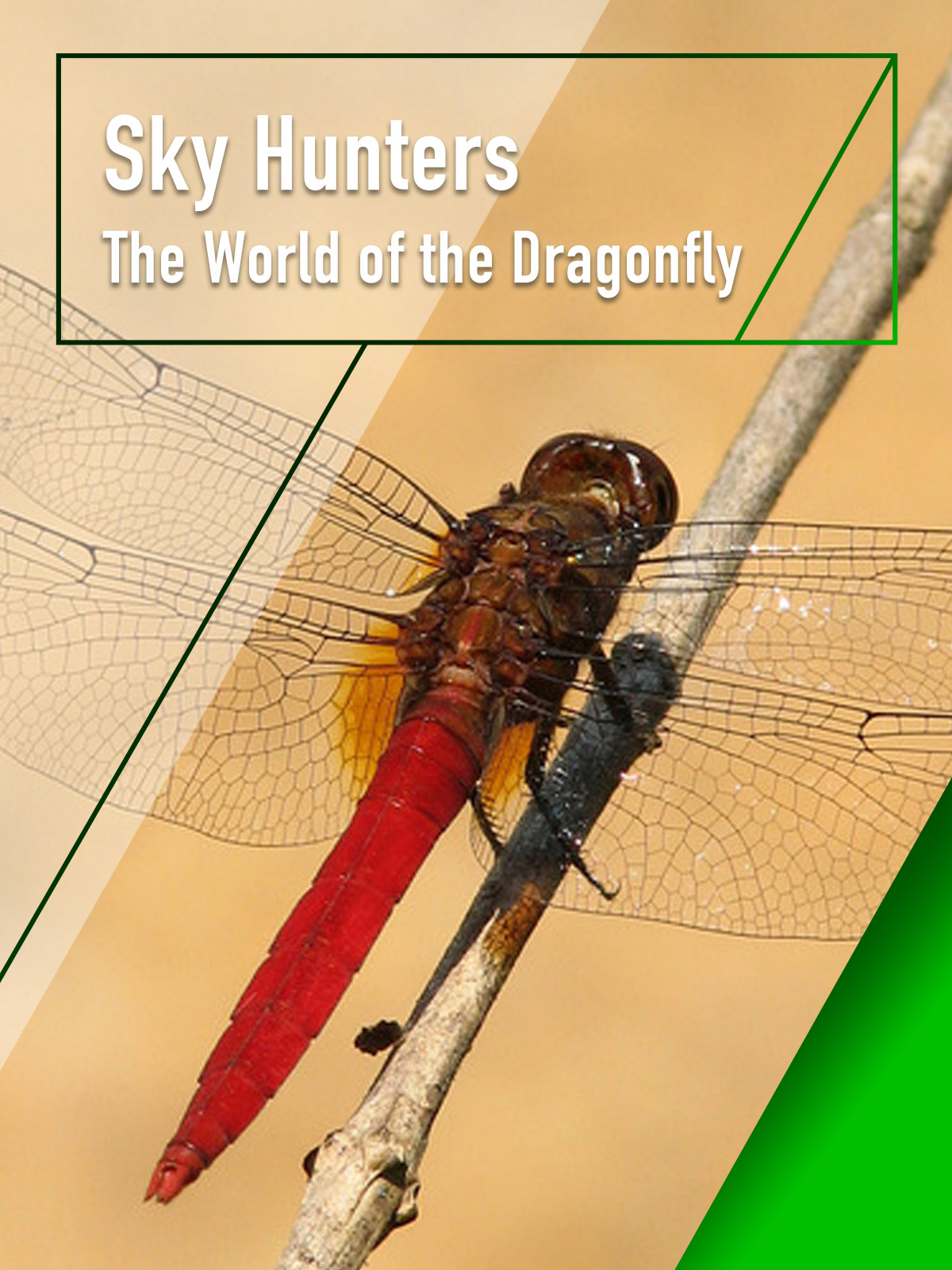 Sky Hunters - The World of Dragonfly (Sky Hunters - The World of Dragonfly) [2010]